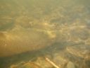 Filename=attachID_1074_postID_8778_DSCF2655.JPG
Filesize=177KiB
Dimensions=900x675
Date added=Dec 02, 2016 attachID_1074_postID_8778_DSCF2655.JPG