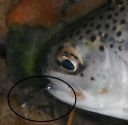 Filename=attachID_1276_postID_10343_DSCF2672.JPG
Filesize=130KiB
Dimensions=546x534
Date added=Dec 02, 2016 attachID_1276_postID_10343_DSCF2672.JPG