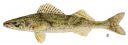 Filename=attachID_1306_postID_10416_001sauger.jpg
Filesize=70KiB
Dimensions=1000x355
Date added=Dec 02, 2016 attachID_1306_postID_10416_001sauger.jpg