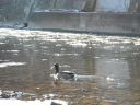 Filename=attachID_1469_postID_11877_DSCF2724.JPG
Filesize=250KiB
Dimensions=800x600
Date added=Dec 02, 2016 attachID_1469_postID_11877_DSCF2724.JPG
