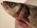 Filename=attachID_1964_postID_15135_fish1.jpg
Filesize=150KiB
Dimensions=1032x774
Date added=Dec 02, 2016 attachID_1964_postID_15135_fish1.jpg