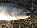 Filename=attachID_2019_postID_15647_steelheadrainbowtrout.jpg
Filesize=209KiB
Dimensions=400x300
Date added=Dec 02, 2016 attachID_2019_postID_15647_steelheadrainbowtrout.jpg