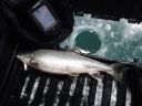 Filename=attachID_2134_postID_16029_laker_lure3.jpg
Filesize=176KiB
Dimensions=1021x766
Date added=Dec 02, 2016 attachID_2134_postID_16029_laker_lure3.jpg