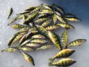 Filename=attachID_2163_postID_16220_lots_of_perch.jpg
Filesize=215KiB
Dimensions=1021x766
Date added=Dec 02, 2016 attachID_2163_postID_16220_lots_of_perch.jpg