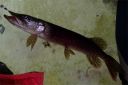 Filename=attachID_2204_postID_16499_pike7.jpg
Filesize=103KiB
Dimensions=1050x700
Date added=Dec 02, 2016 attachID_2204_postID_16499_pike7.jpg