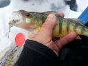 Filename=attachID_2440_postID_18554_perch1.jpg
Filesize=128KiB
Dimensions=1012x759
Date added=Dec 02, 2016 attachID_2440_postID_18554_perch1.jpg