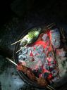 Filename=attachID_602_postID_5084_IMG_1802.jpg
Filesize=258KiB
Dimensions=764x1024
Date added=Dec 02, 2016 attachID_602_postID_5084_IMG_1802.jpg
