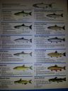Filename=attachID_800_postID_6390_FishIdentification1.jpg
Filesize=423KiB
Dimensions=900x1200
Date added=Dec 02, 2016 attachID_800_postID_6390_FishIdentification1.jpg