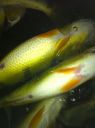 Filename=attachID_899_postID_7197_image.jpg
Filesize=311KiB
Dimensions=1530x2048
Date added=Dec 02, 2016 attachID_899_postID_7197_image.jpg