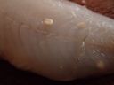 Filename=attachID_10417_postID_96550_worm.jpg
Filesize=94KiB
Dimensions=1190x893
Date added=Dec 02, 2016 attachID_10417_postID_96550_worm.jpg