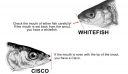 attachID_10632_postID_98381_whitefish_herring.jpg