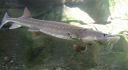 Filename=attachID_11168_postID_103870_Sturgeon.jpg
Filesize=77KiB
Dimensions=1200x662
Date added=Dec 02, 2016 attachID_11168_postID_103870_Sturgeon.jpg
