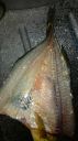 Filename=attachID_11386_postID_106033_cook_bay_perch.jpg
Filesize=272KiB
Dimensions=561x999
Date added=Dec 02, 2016 attachID_11386_postID_106033_cook_bay_perch.jpg