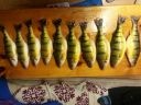 Filename=attachID_11818_postID_110365_jumboperch2.jpg
Filesize=70KiB
Dimensions=816x612
Date added=Dec 02, 2016 attachID_11818_postID_110365_jumboperch2.jpg