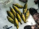 Filename=attachID_11820_postID_110365_jumboperch4.jpg
Filesize=70KiB
Dimensions=816x612
Date added=Dec 02, 2016 attachID_11820_postID_110365_jumboperch4.jpg