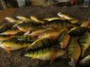 Filename=attachID_11873_postID_111023_casey_perch.jpg
Filesize=55KiB
Dimensions=625x469
Date added=Dec 02, 2016 attachID_11873_postID_111023_casey_perch.jpg