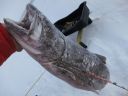 Filename=attachID_12171_postID_113107_dropshot_laker.jpg
Filesize=171KiB
Dimensions=1120x840
Date added=Dec 02, 2016 attachID_12171_postID_113107_dropshot_laker.jpg