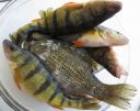 Filename=attachID_12287_postID_114726_rockbass.jpg
Filesize=204KiB
Dimensions=1094x870
Date added=Dec 02, 2016 attachID_12287_postID_114726_rockbass.jpg