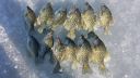 Filename=attachID_12296_postID_114856_20150329_084618.jpg
Filesize=184KiB
Dimensions=1200x675
Date added=Dec 02, 2016 attachID_12296_postID_114856_20150329_084618.jpg