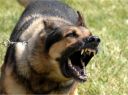 Filename=attachID_12454_postID_116122_doggy.jpg
Filesize=77KiB
Dimensions=640x478
Date added=Dec 02, 2016 attachID_12454_postID_116122_doggy.jpg