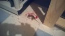 Filename=attachID_12484_postID_116216_WP_20150327_005.jpg
Filesize=68KiB
Dimensions=1200x674
Date added=Dec 02, 2016 attachID_12484_postID_116216_WP_20150327_005.jpg