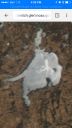 Filename=attachID_12723_postID_118022_image.jpg
Filesize=101KiB
Dimensions=640x1136
Date added=Dec 02, 2016 attachID_12723_postID_118022_image.jpg