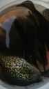 Filename=attachID_13040_postID_121334_IMG_3131.PNG
Filesize=334KiB
Dimensions=359x640
Date added=Dec 02, 2016 attachID_13040_postID_121334_IMG_3131.PNG