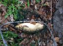 Filename=attachID_13307_postID_124188_image.jpg
Filesize=259KiB
Dimensions=1200x899
Date added=Dec 02, 2016 attachID_13307_postID_124188_image.jpg