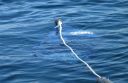attachID_13394_postID_125304_driftSOck.jpg