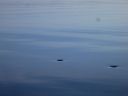 Filename=attachID_13482_postID_125729_2.jpg
Filesize=63KiB
Dimensions=1120x840
Date added=Dec 02, 2016 attachID_13482_postID_125729_2.jpg