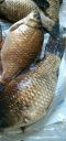 Filename=attachID_13621_postID_126716_fish.jpg
Filesize=233KiB
Dimensions=566x1198
Date added=Dec 02, 2016 attachID_13621_postID_126716_fish.jpg