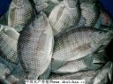 Filename=attachID_13629_postID_126766_Wholesale_Frozen_Tilapia_Nilotica_whole_round.jpg
Filesize=103KiB
Dimensions=800x594
Date added=Dec 02, 2016 attachID_13629_postID_126766_Wholesale_Frozen_Tilapia_Nilotica_whole_round.jpg