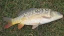 Filename=attachID_13759_postID_128149_cooks_bay_carp.jpg
Filesize=237KiB
Dimensions=1167x663
Date added=Dec 02, 2016 attachID_13759_postID_128149_cooks_bay_carp.jpg