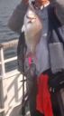 Filename=attachID_14058_postID_131160_image.jpg
Filesize=58KiB
Dimensions=674x1200
Date added=Dec 02, 2016 attachID_14058_postID_131160_image.jpg