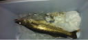 Filename=attachID_14116_postID_131862_6uPSe13.png
Filesize=674KiB
Dimensions=863x403
Date added=Dec 02, 2016 attachID_14116_postID_131862_6uPSe13.png