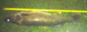 Filename=attachID_14169_postID_132334_6uPSe15-2.png
Filesize=804KiB
Dimensions=1200x450
Date added=Dec 02, 2016 attachID_14169_postID_132334_6uPSe15-2.png