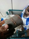 Filename=attachID_14180_postID_132442_IMG_20150614_185823.jpg
Filesize=102KiB
Dimensions=900x1200
Date added=Dec 02, 2016 attachID_14180_postID_132442_IMG_20150614_185823.jpg