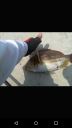 Filename=attachID_14367_postID_135335_2015-04-1920_27_05.png
Filesize=462KiB
Dimensions=675x1200
Date added=Dec 02, 2016 attachID_14367_postID_135335_2015-04-1920_27_05.png