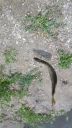 Filename=attachID_14542_postID_137296_pike1.jpg
Filesize=192KiB
Dimensions=675x1200
Date added=Dec 02, 2016 attachID_14542_postID_137296_pike1.jpg