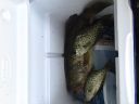 attachID_14668_postID_138621_IMG_0640.JPG