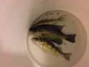 attachID_14670_postID_138621_IMG_0627.JPG