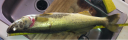 Filename=attachID_14728_postID_139169_1.png
Filesize=666KiB
Dimensions=1200x376
Date added=Dec 02, 2016 attachID_14728_postID_139169_1.png