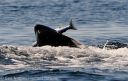 Filename=attachID_14777_postID_139727_orca-salmon-geir-notnes-2011-2-small1.jpg
Filesize=72KiB
Dimensions=400x254
Date added=Dec 02, 2016 attachID_14777_postID_139727_orca-salmon-geir-notnes-2011-2-small1.jpg