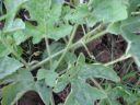 attachID_15265_postID_145172_IMG_2550.JPG