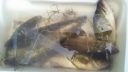 Filename=attachID_15349_postID_145965_20150809_144009.jpg
Filesize=60KiB
Dimensions=1200x675
Date added=Dec 02, 2016 attachID_15349_postID_145965_20150809_144009.jpg