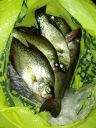 Filename=attachID_15429_postID_147737_Aug2015fish.jpg
Filesize=189KiB
Dimensions=900x1200
Date added=Dec 02, 2016 attachID_15429_postID_147737_Aug2015fish.jpg