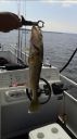 Filename=attachID_15433_postID_147739_niao_walleye.jpg
Filesize=87KiB
Dimensions=674x1200
Date added=Dec 02, 2016 attachID_15433_postID_147739_niao_walleye.jpg