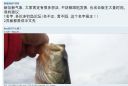 Filename=attachID_15469_postID_148777_pang_bass2.jpg
Filesize=118KiB
Dimensions=1198x808
Date added=Dec 02, 2016 attachID_15469_postID_148777_pang_bass2.jpg
