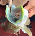 Filename=attachID_15643_postID_151072_green_pike.jpg
Filesize=54KiB
Dimensions=512x528
Date added=Dec 02, 2016 attachID_15643_postID_151072_green_pike.jpg