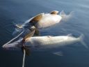 attachID_15692_postID_151750_lake_whitefish_1.jpg